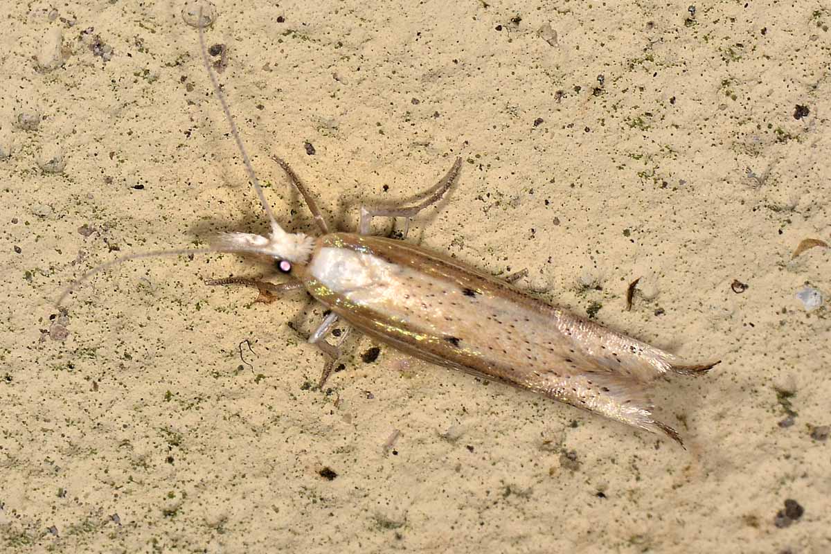 Ypsolophidae? S, Ypsolopha nemorella